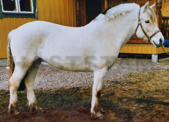 Profilbild