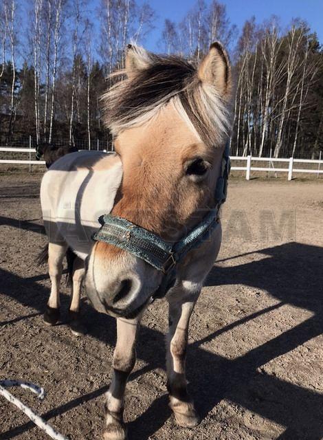 Profilbild