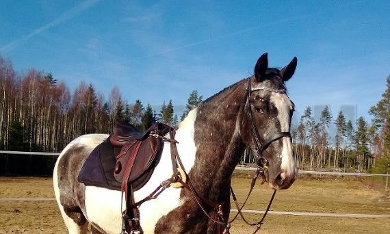 Profilbild