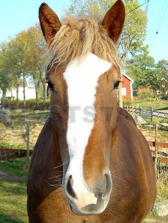 Profilbild