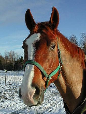 Profilbild