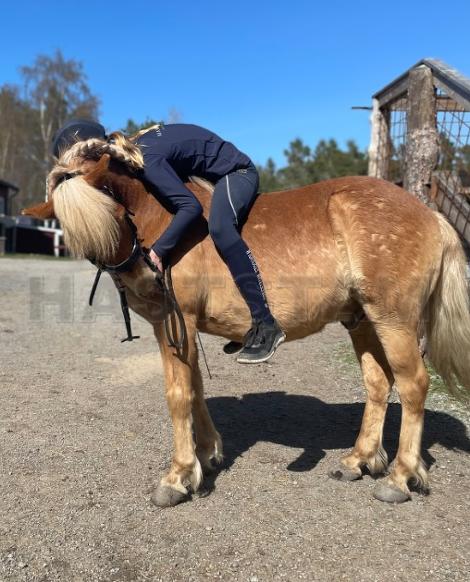 Profilbild