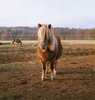 Profilbild