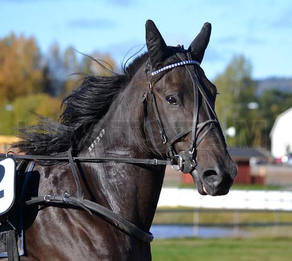 Profilbild