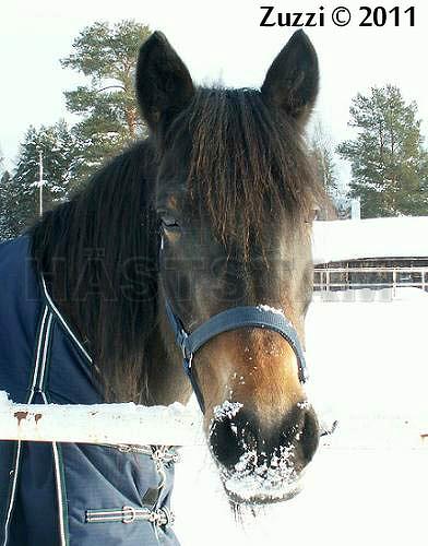 Profilbild