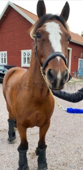 Profilbild