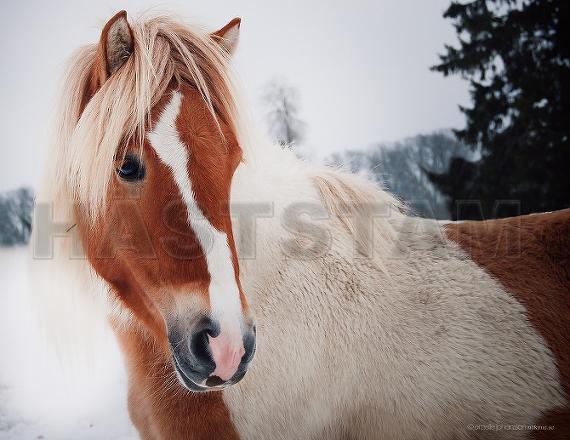 Profilbild