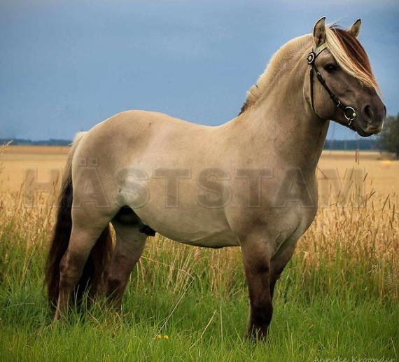 Profilbild