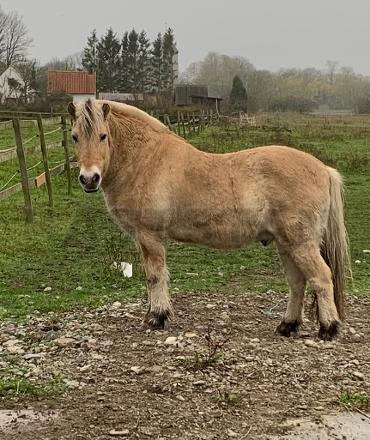 Profilbild