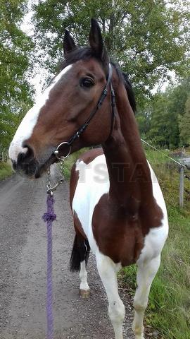 Profilbild