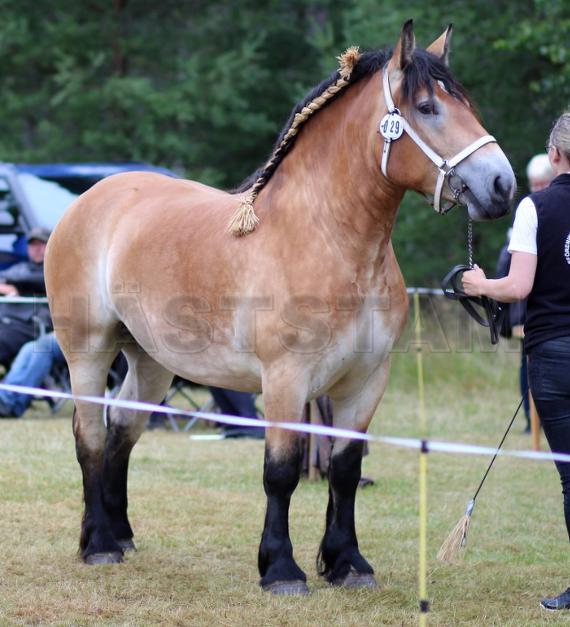 Profilbild
