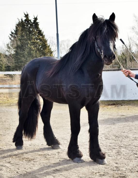 Profilbild
