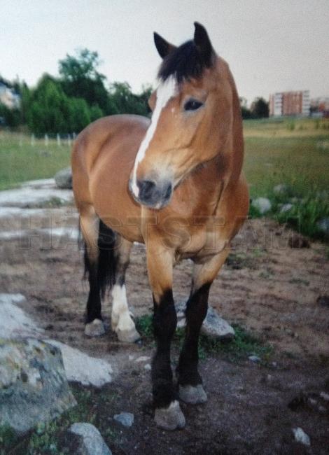 Profilbild