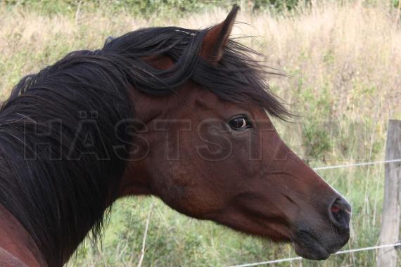 Profilbild