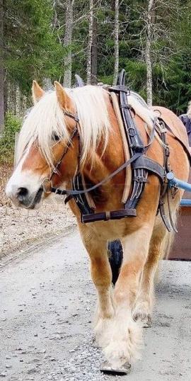 Profilbild