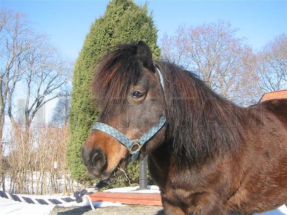 Profilbild
