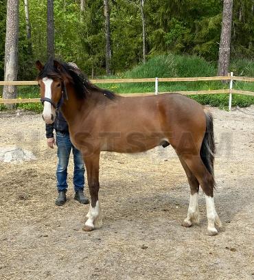 Profilbild