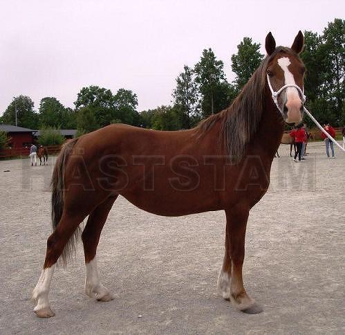 Profilbild
