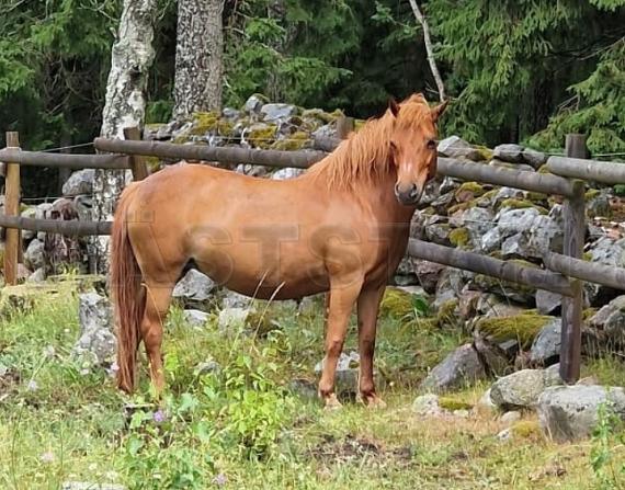 Profilbild