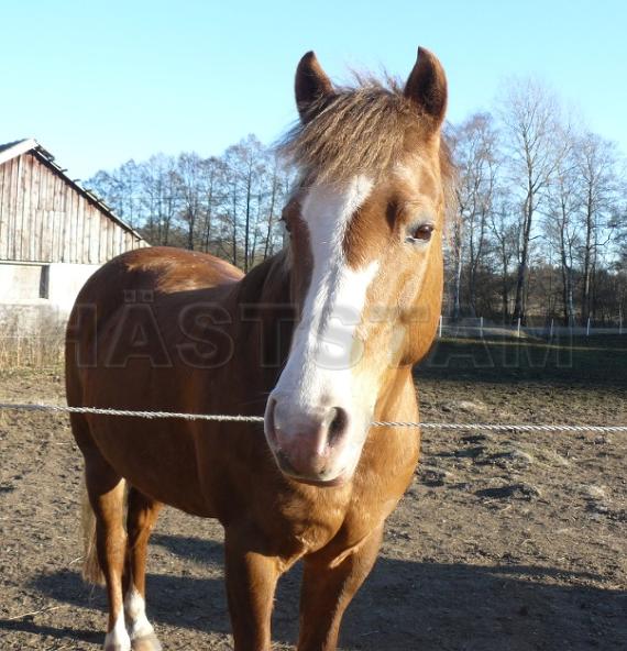 Profilbild