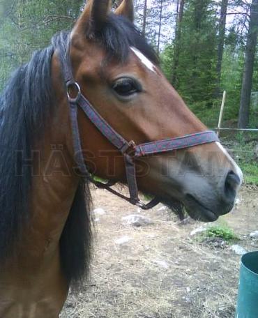Profilbild