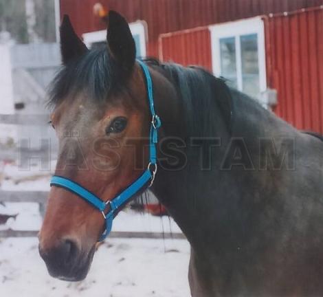 Profilbild