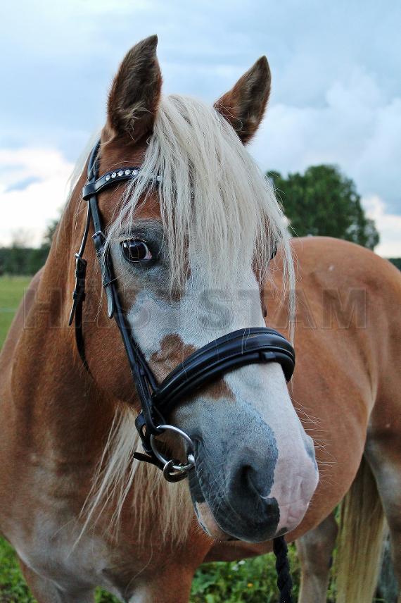 Profilbild