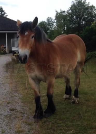 Profilbild