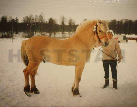 Profilbild