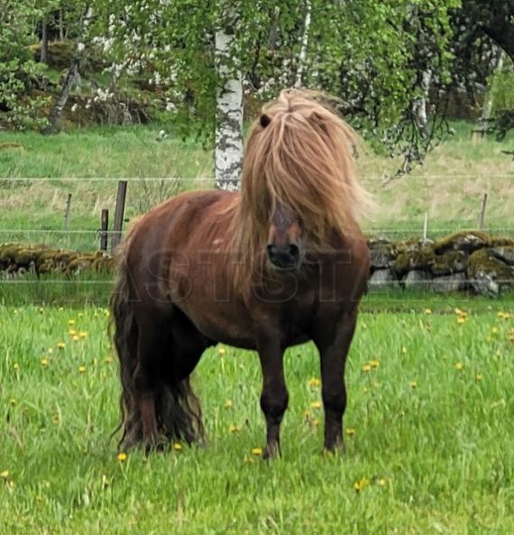 Profilbild