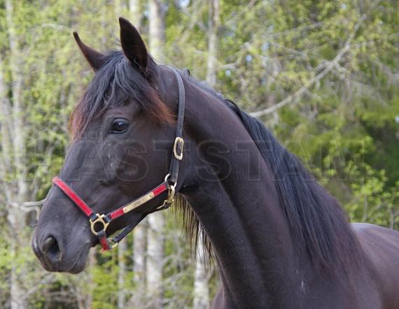Profilbild