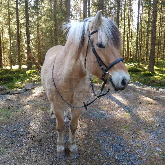 Profilbild