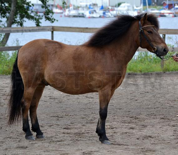 Profilbild