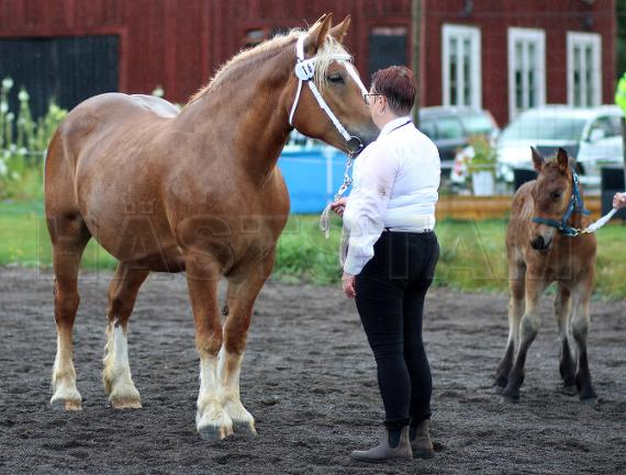 Profilbild