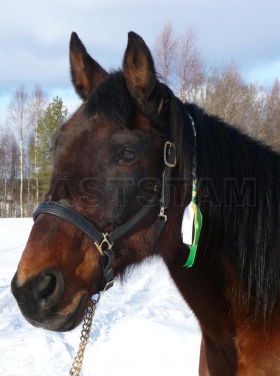 Profilbild