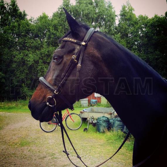 Profilbild