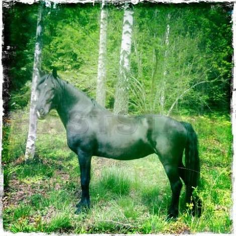 Profilbild