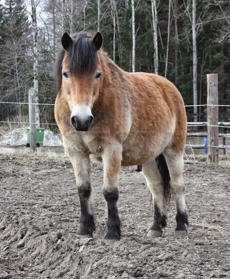Profilbild