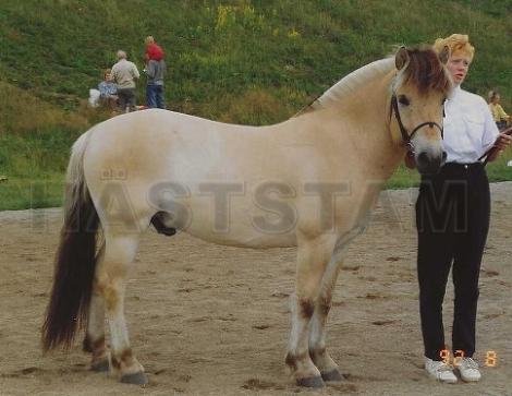 Profilbild
