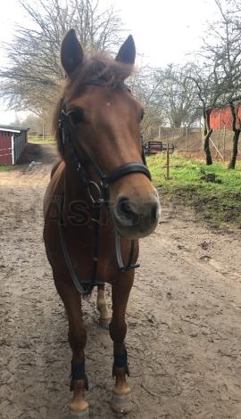 Profilbild