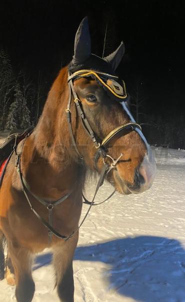 Profilbild
