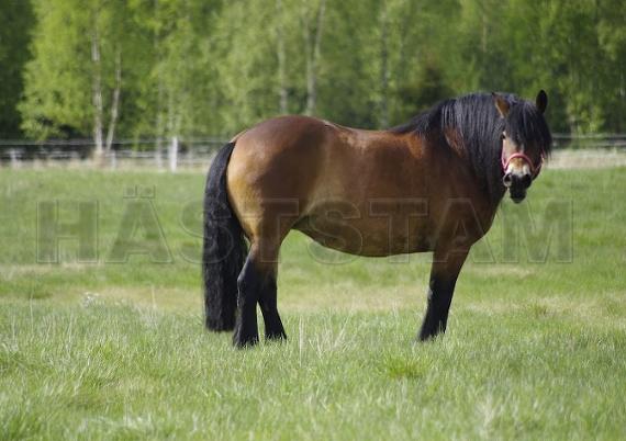 Profilbild