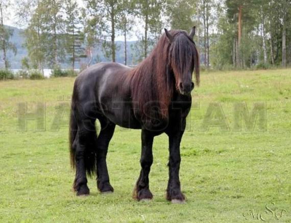 Profilbild