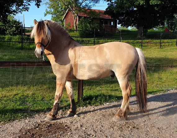 Profilbild