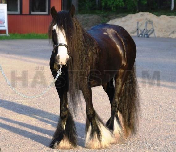 Profilbild