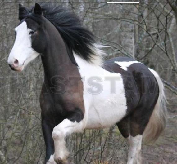 Profilbild