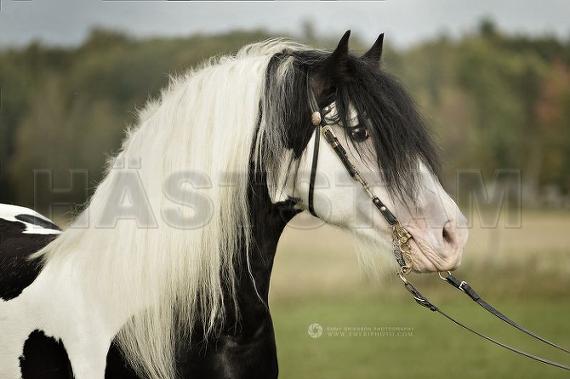 Profilbild