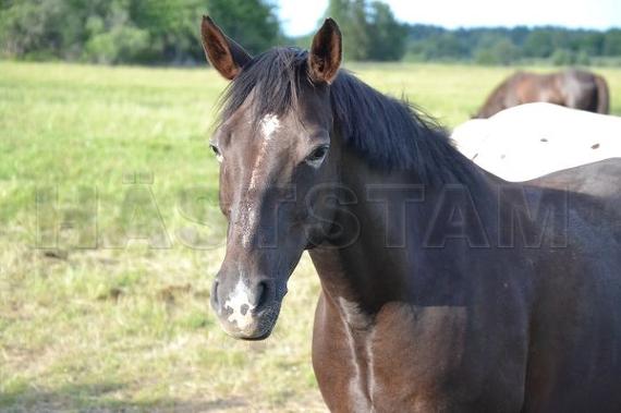 Profilbild