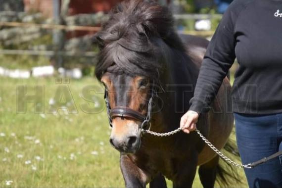 Profilbild