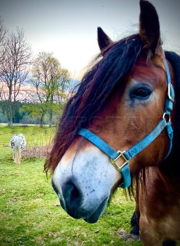 Profilbild